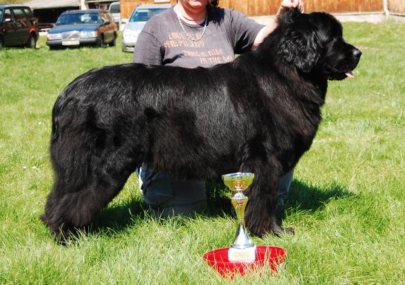 Nejlepší mladý plemene